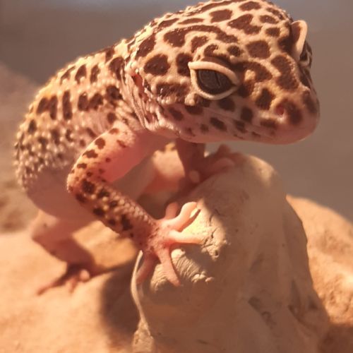 Donne 2 geckos femelle avec terrarium h50 l80 l40 #2
