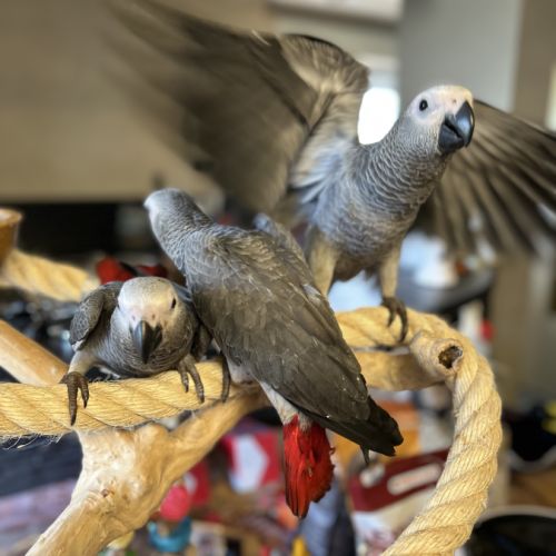 Perroquet gris du gabon 3 mois