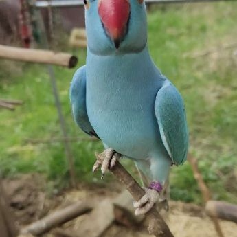 Perruche à collier 2023 - mâle bleu