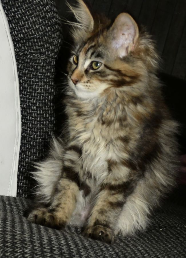 Chaton Maine Coon Loof - 08220 - unCompagnon.fr