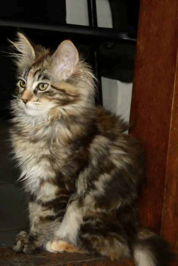 Chaton Maine Coon Loof - 08220 - unCompagnon.fr