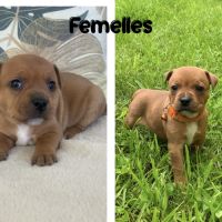 Chiots staffies