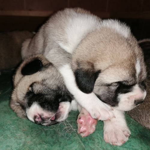 Kangal Chiot Vendre