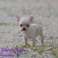 Chihuahua lof
