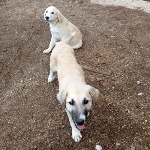 Kangal Chiot Vendre