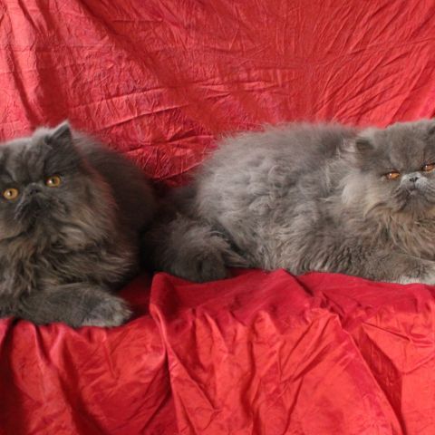 Chatons persan loof #3