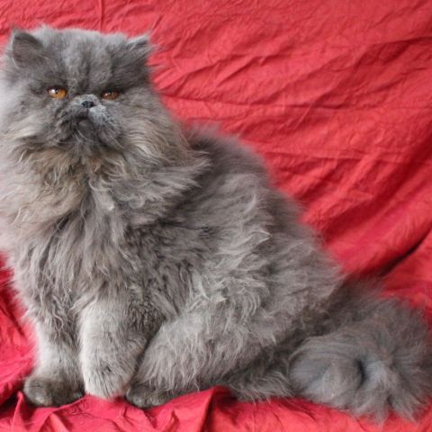 Chatons persan loof #4