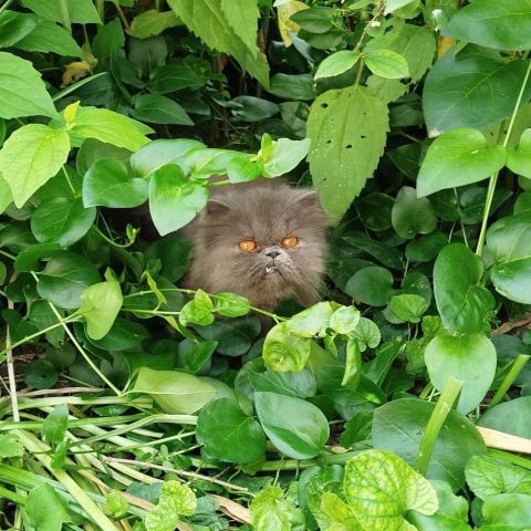 Chatons persan loof #5