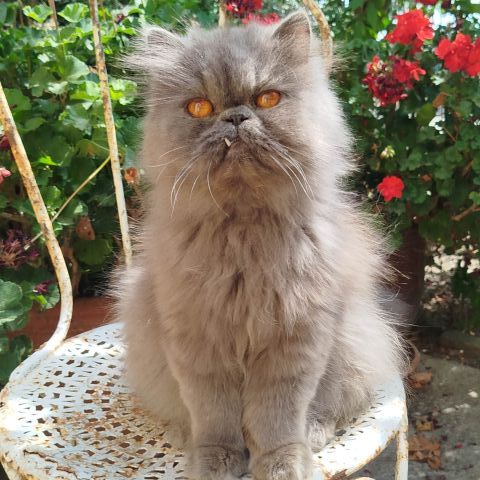 Chatons persan loof #6