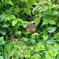 Chatons persan loof #1