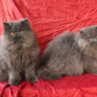 Chatons persan loof #2