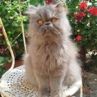 Chatons persan loof #6