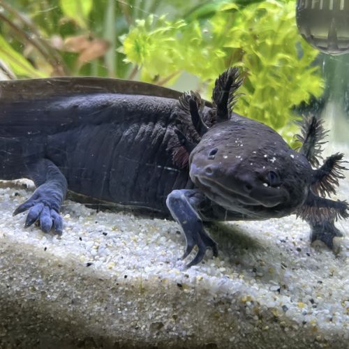 Axolotl la rochelle vendée 17/85 #1