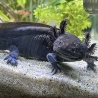 Axolotl la rochelle vendée 17/85 #1