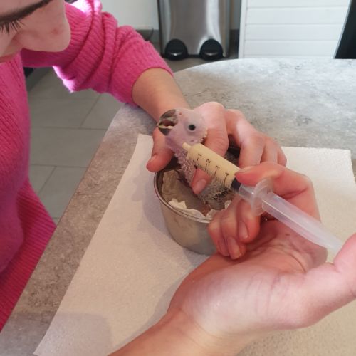 Conure soleil eam 2025 #2