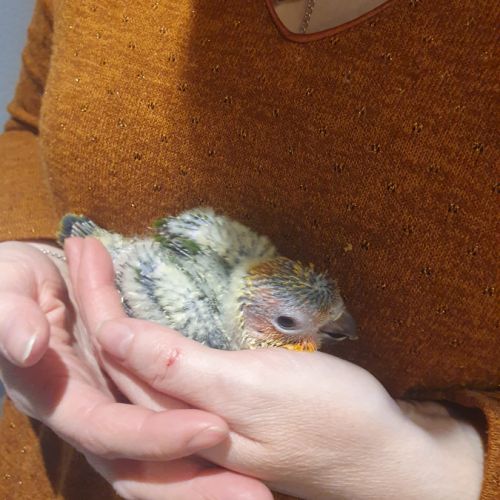 Conure soleil eam 2025 #5