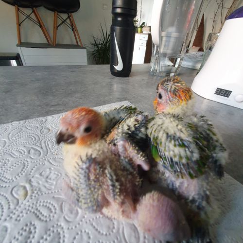 Conure soleil eam 2025 #6