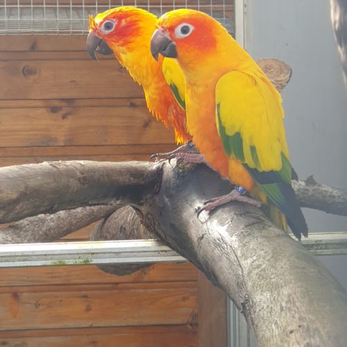 Conure soleil eam 2025 #9