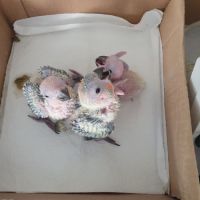 Conure soleil eam 2025 #3