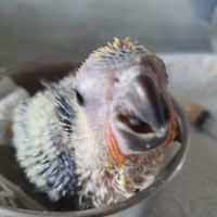 Conure soleil eam 2025 #4