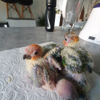 Conure soleil eam 2025 #6