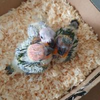 Conure soleil eam 2025 #7