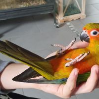 Conure soleil eam 2025