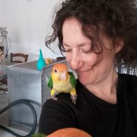 Caiques à tete orange eam #1