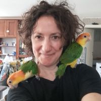 Caiques à tete orange eam #2