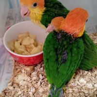 Caiques à tete orange eam