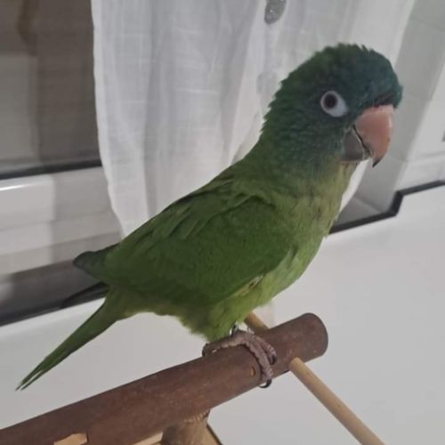 Conures à tête bleue eam #1