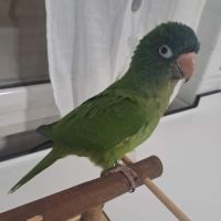 Conures à tête bleue eam #1