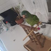 Conures à tête bleue eam #2