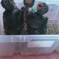 Conures à tête bleue eam #3
