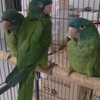 Conures à tête bleue eam #4