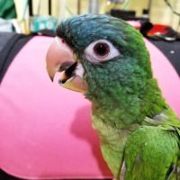 Conures à tête bleue eam #5