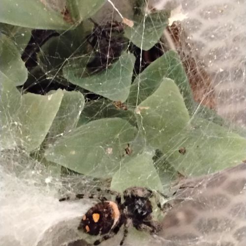 Phidippus regius florida  l6/l7 #1