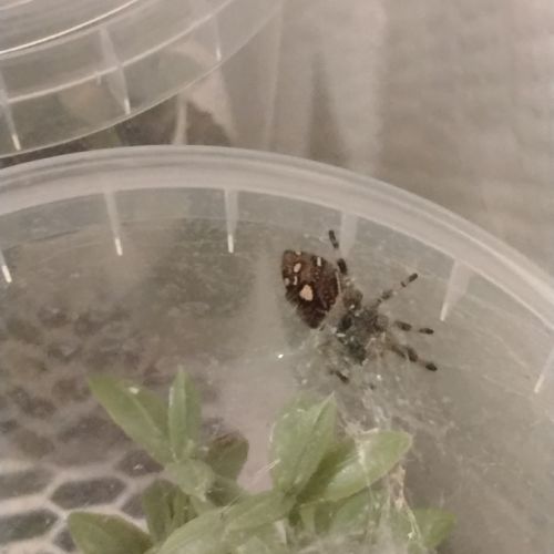 Phidippus regius florida  l6/l7 #2