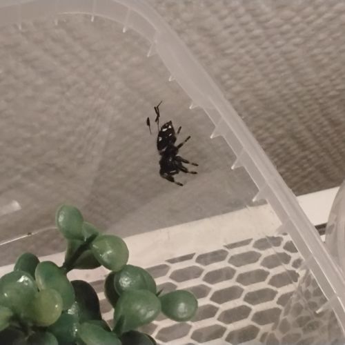 Phidippus regius florida  l6/l7 #3