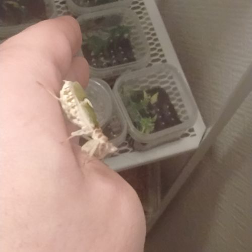 Phidippus regius florida  l6/l7 #4