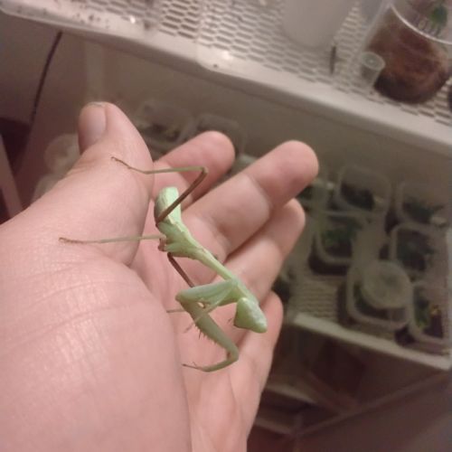 Phidippus regius florida  l6/l7 #5