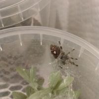 Phidippus regius florida  l6/l7 #2