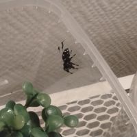 Phidippus regius florida  l6/l7 #3