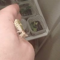 Phidippus regius florida  l6/l7 #4