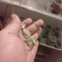 Phidippus regius florida  l6/l7 #5