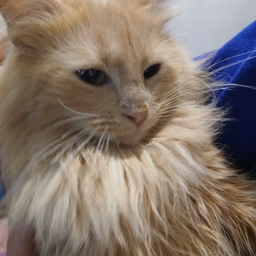 Magnifique chaton hypoallergénique #4