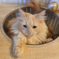 Magnifique chaton hypoallergénique