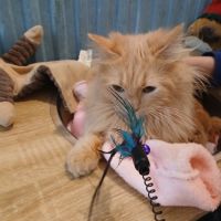 Magnifique chaton hypoallergénique #2