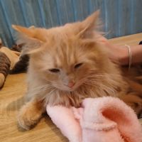 Magnifique chaton hypoallergénique #3