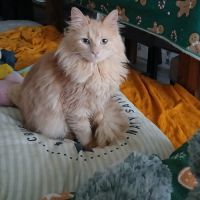 Magnifique chaton hypoallergénique #5